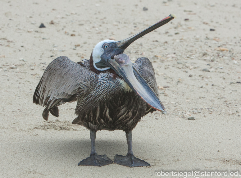 galapagos